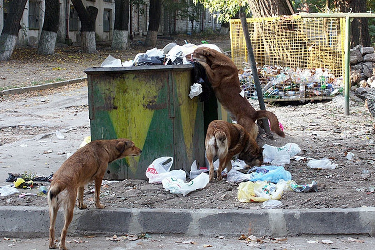 Бездомные собаки на помойке